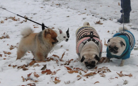 Что обсуждают: изменения с 1 января и запрет на усыпление животных