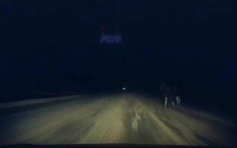 Кировчанин едва не улетел в кювет, объезжая лося на трассе