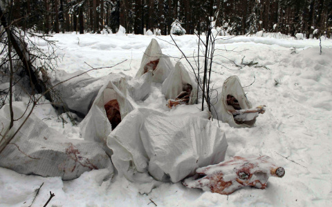 В пригороде Кирова активисты обнаружили мешки с останками крупного рогатого скота