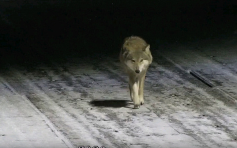 "Один из нас нарушил правила и потерялся в лесу": охотник рассказал о добыче волков в Кировской области