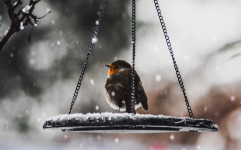 В Кирове потепление до +2 сменится резким похолоданием