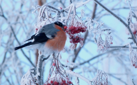 Рабочая неделя в Кировской области будет морозной