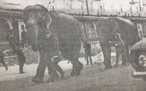 О чем писали газеты 20 лет назад: юбилей губернатора и шествие слонов по Октябрьскому проспекту