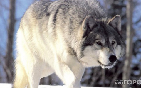 Опубликован список самых опасных районов по активности волков в Кировской области
