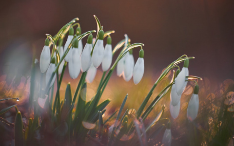 Гороскоп на 8 Марта: несколько советов для всех знаков зодиака