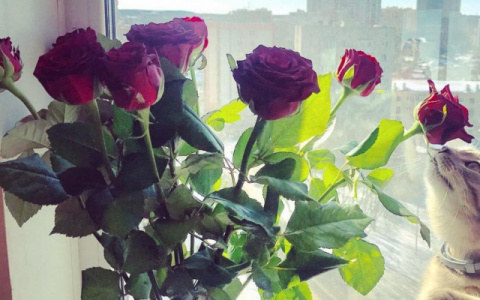 Опрос показал, какие подарки девушки хотят получить на 8 Марта