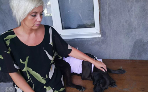 "Когда видишь счастливые глаза хозяина, который нашел свою собаку, - это кайф!": история волонтера помощи животным