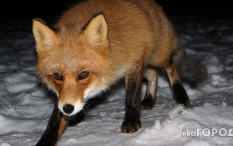 В трех районах Кировской области действует карантин по бешенству