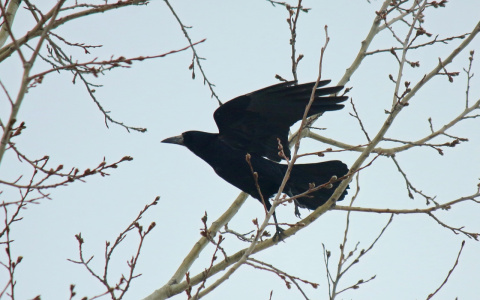 Весна пришла: в Кировской области заметили первых грачей и бабочек
