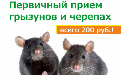 Почему весной необходимо показать своего питомца специалисту?