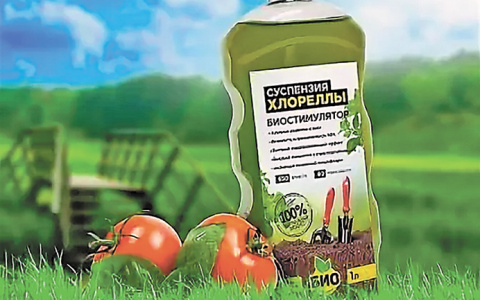 Что делать, если рассада не приживается?