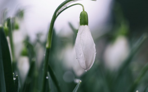 Погода на выходные: в Кирове пойдет дождь