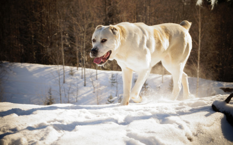В Кирове алабай напал на школьницу: ребенку предстоит курс уколов