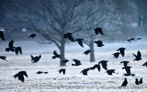 Ради мусорного полигона в Осинцах кировскому аэроклубу подарили отпугиватели птиц