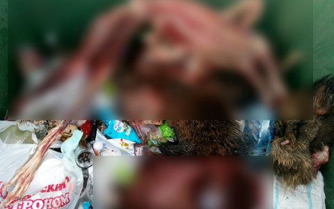 В Кировской области обнаружили трупы животных в контейнере