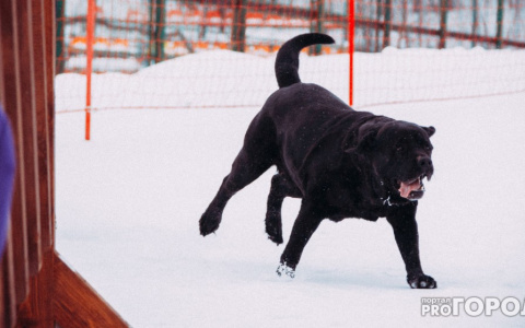 Список пород собак, которых нельзя выгуливать без поводка, сократили в пять раз