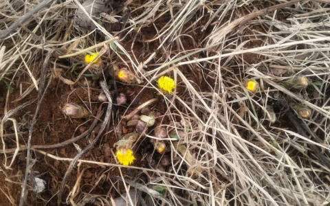 Фото дня: на улицах Кирова начали появляться первоцветы