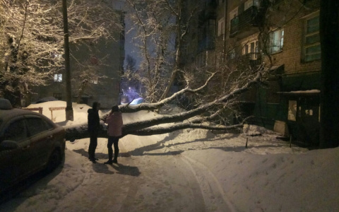 В Кирове рухнувшее дерево выбило стекла в жилом доме и повредило авто