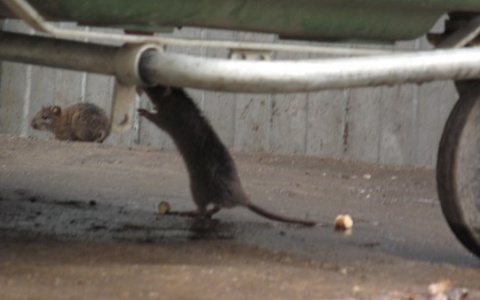 В центре Кирова крысы атакуют мусорную площадку