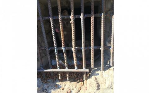 В подвале дома на улице Лепсе замуровали 10 кошек