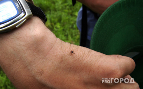 Роспотребнадзор опубликовал прогноз об активности клещей в Кировской области