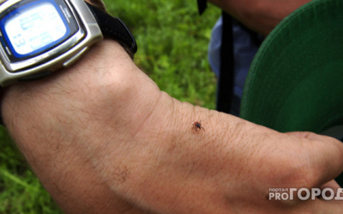 Что обсуждают в Кирове: закрытие ТЦ и укусы клещей