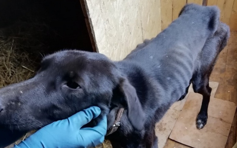 Двое кировчан спасли собаку, которая не ела несколько месяцев