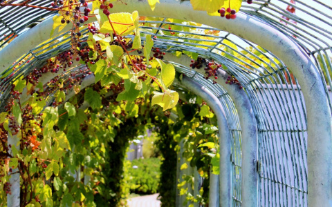 В сквере на Театральной площади высадят виноград