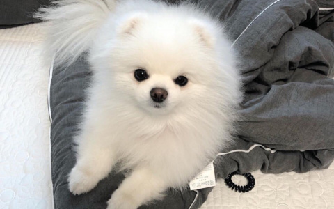 В Кирове неизвестный на улице отобрал у ребенка дорогостоящую собаку