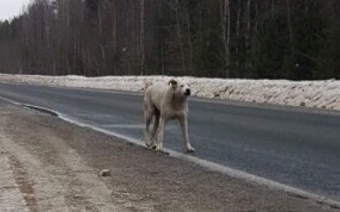 На трассе в Кировской области появился свой Хатико