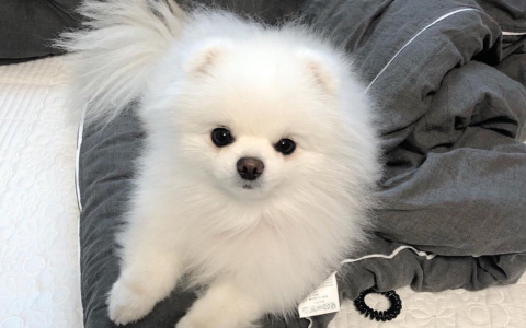 Что обсуждают в Кирове: похищение собаки и труп в Радужном