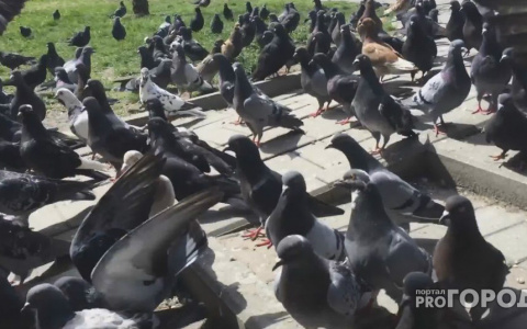 В Кировской области приняли меры из-за угрозы распространения птичьего гриппа
