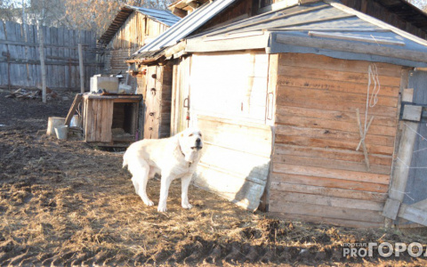 УМВД Кировской области ищет хозяев для служебной собаки