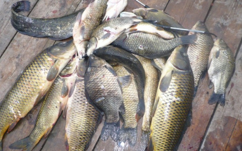 В Кировской области ввели запрет на ловлю рыбы