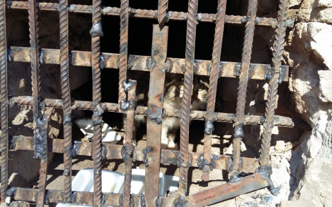 В Кирове в подвале дома замуровали кошку с котятами