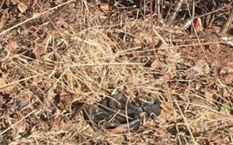 Клубок змей увидели жители микрорайона Солнечный берег в Кирове