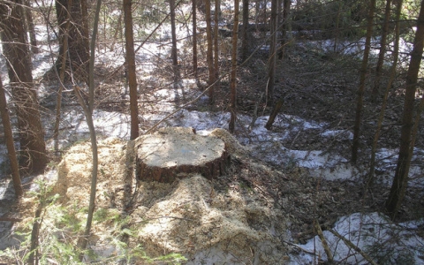 У полигона в Осинцах неизвестные вырубили деревья в зеленой зоне на 6 миллионов рублей