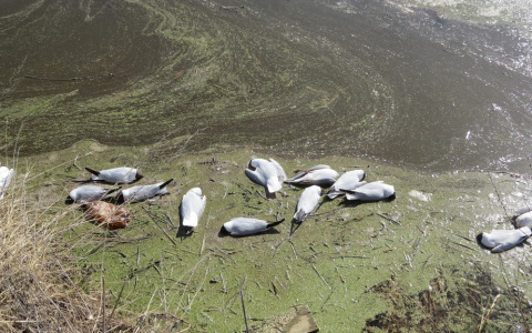 В Управлении ветеринарии Кировской области прокомментировали массовую гибель чаек