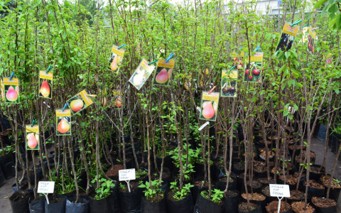 13 сортов ягод и фруктов, которые вас удивят