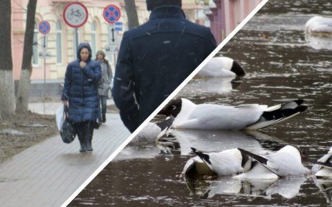 Массовая гибель чаек и прогноз погоды на май: самые просматриваемые новости за неделю в Кирове