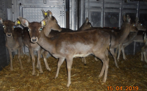 В Кировскую область ввезены европейские лани из Словакии