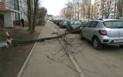 В Кирове сильным ветром снесло дерево