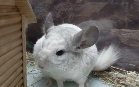 На Сурикова открылся новый зоомагазин