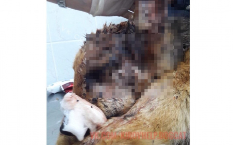 Соцсети: в Кировской области неизвестные расстреляли дробью собаку