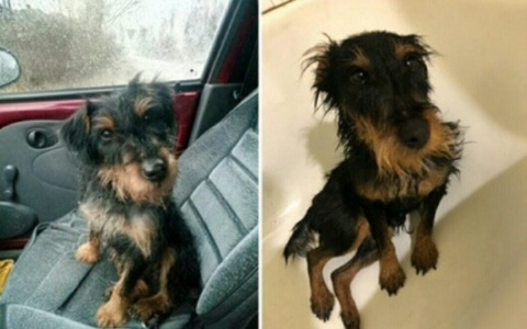 Волонтер из Кирова нашла на трассе и кастрировала элитного племенного охотничьего пса