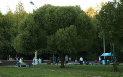 Клещи в Кировской области: обработаны ли парки и кладбища и какой способ защиты эффективный?