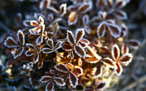 К выходным в Кирове ожидаются заморозки и мокрый снег