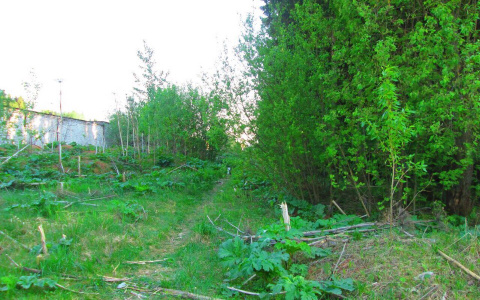 В Зубаревском лесу местные жители нашли тело младенца