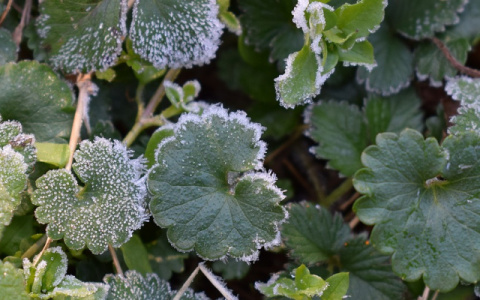Кировские специалисты рассказали, как спасти урожай в заморозки