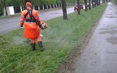 Известно, когда в Кирове начнут борьбу с борщевиком